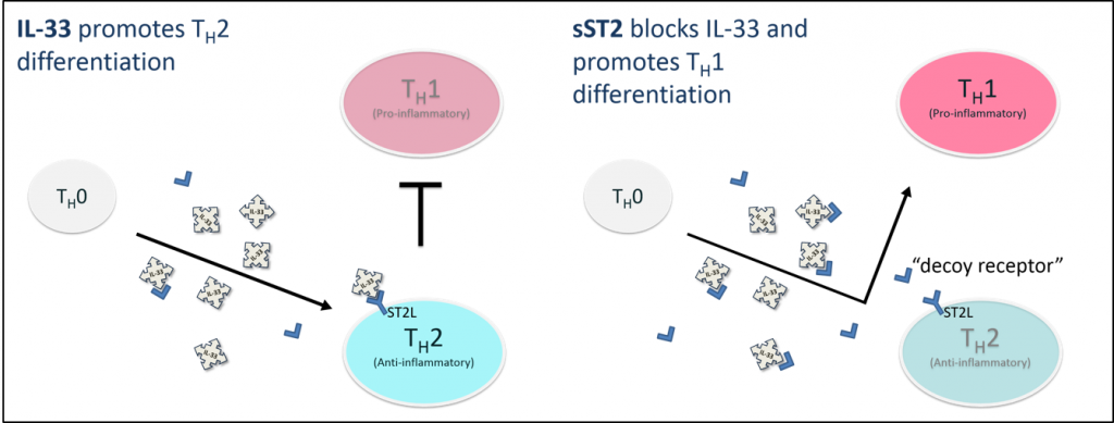 Soluble st2 predicts outcome and hemorrhagic transformation after acute